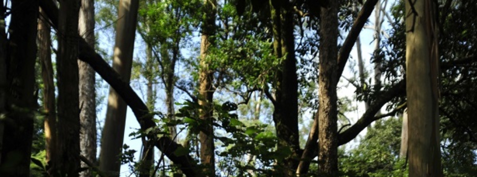 Projeto de concessão na APA Estadual Parque Fernão Dias será apresentado a investidores